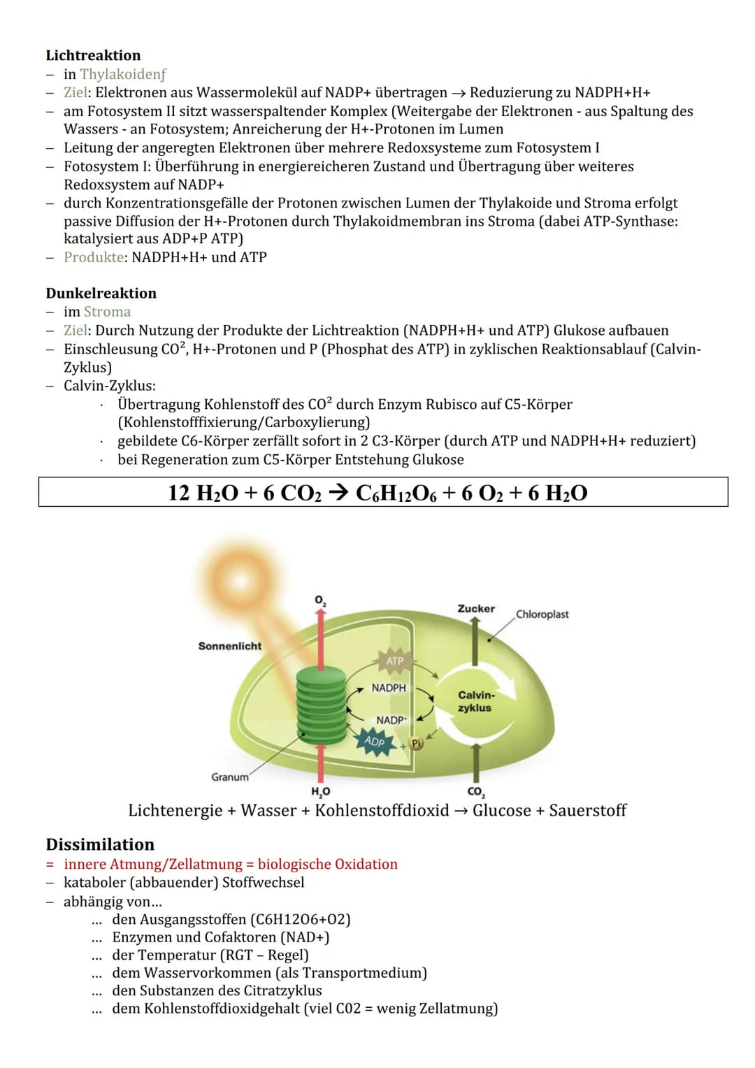 Cytologie
Zellorganelle
Cytoplasma (Reaktionsraum)
BIOLOGIE
Endomembransystem:
gER (Fettspeicherung)
Golgi-Apparat (empfangen und
senden von