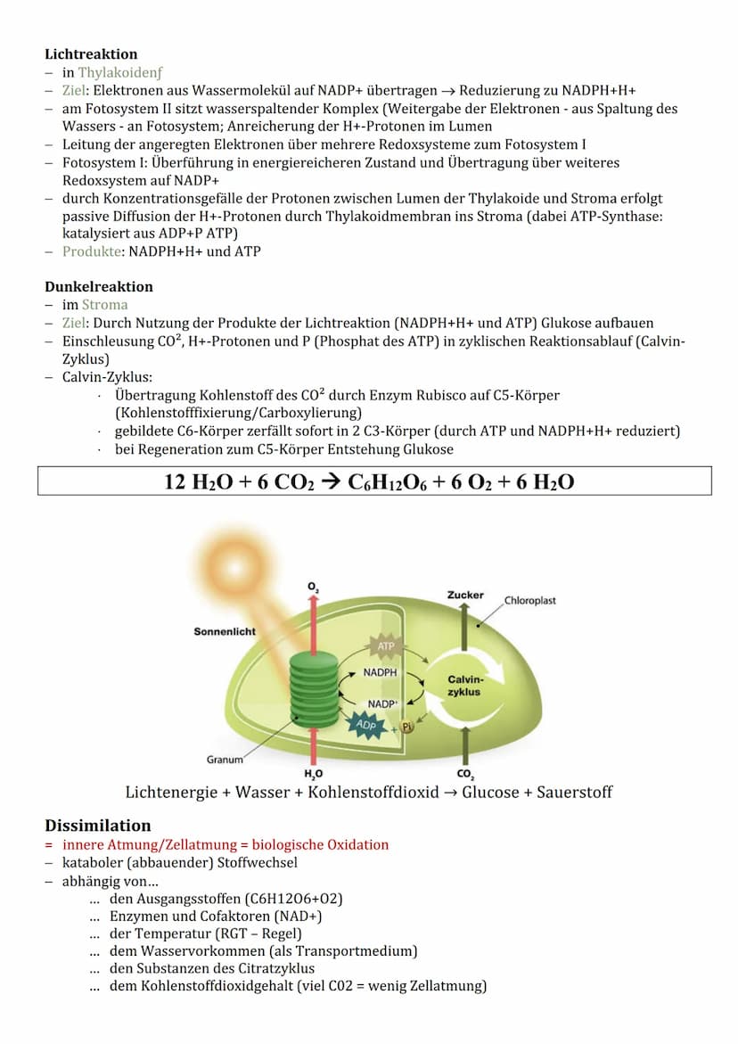 Cytologie
Zellorganelle
Cytoplasma (Reaktionsraum)
BIOLOGIE
Endomembransystem:
gER (Fettspeicherung)
Golgi-Apparat (empfangen und
senden von