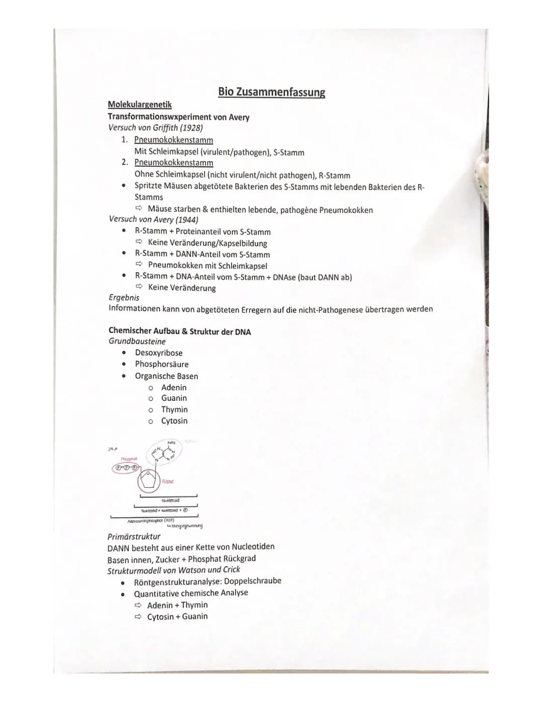 Molekulargenetik
Transformationswxperiment
Versuch von Griffith (1928)
1. Pneumokokkenstamm
Mit Schleimkapsel (virulent/pathogen), S-Stamm
2