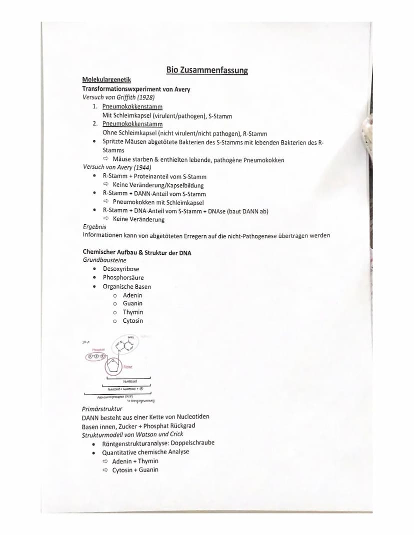 Molekulargenetik
Transformationswxperiment
Versuch von Griffith (1928)
1. Pneumokokkenstamm
Mit Schleimkapsel (virulent/pathogen), S-Stamm
2