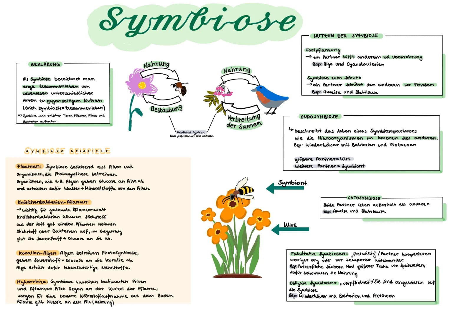 ERKLÄRUNG
Als Symbiose bezeichnet man
enge Zusammenleben von
Lebewesen unterschiedlicher
Symbiose
Arten zu gegenseitigem Nutzen
(Grich. Symb