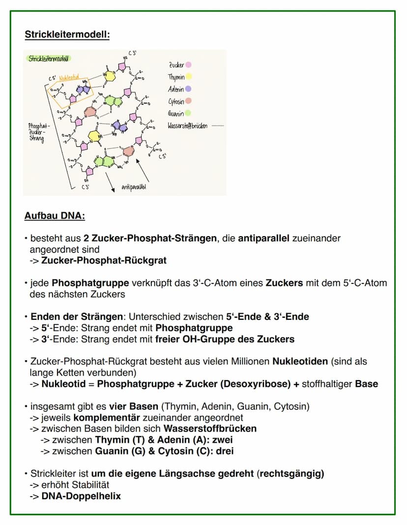 Entdeckung der DNA
Griffith:
eine nicht-infektiöse Bakterienart kann durch Kontakt mit einer infektiösen
Bakterienart infektiös werden
●
Ave
