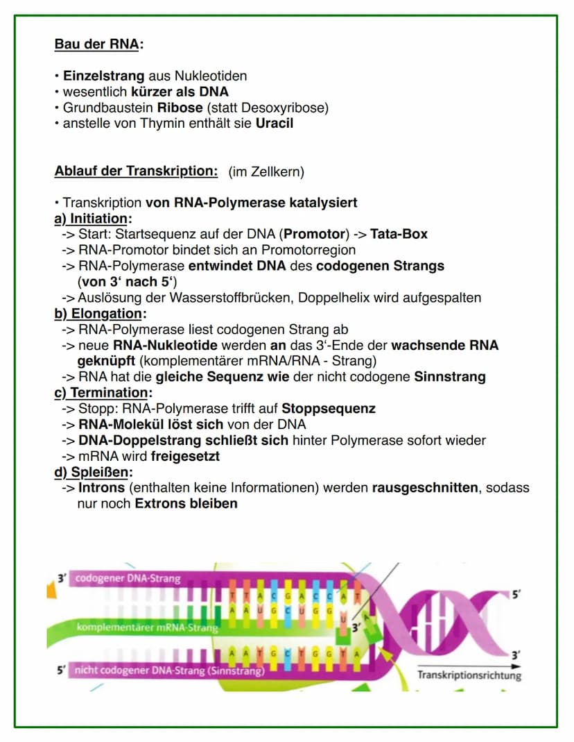 Entdeckung der DNA
Griffith:
eine nicht-infektiöse Bakterienart kann durch Kontakt mit einer infektiösen
Bakterienart infektiös werden
●
Ave