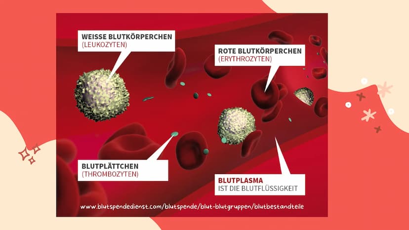07.02.2022
BLUT IST
NICHT GLEICH
BLUT!
Biologie
Blut und Blutgruppen IS
WEISSE BLUTKÖRPERCHEN
(LEUKOZYTEN)
BLUTPLÄTTCHEN
(THROMBOZYTEN)
ROTE