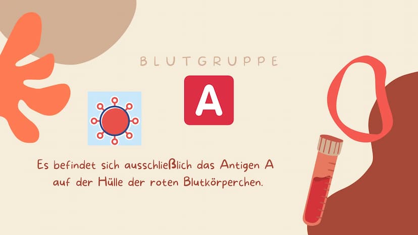 07.02.2022
BLUT IST
NICHT GLEICH
BLUT!
Biologie
Blut und Blutgruppen IS
WEISSE BLUTKÖRPERCHEN
(LEUKOZYTEN)
BLUTPLÄTTCHEN
(THROMBOZYTEN)
ROTE