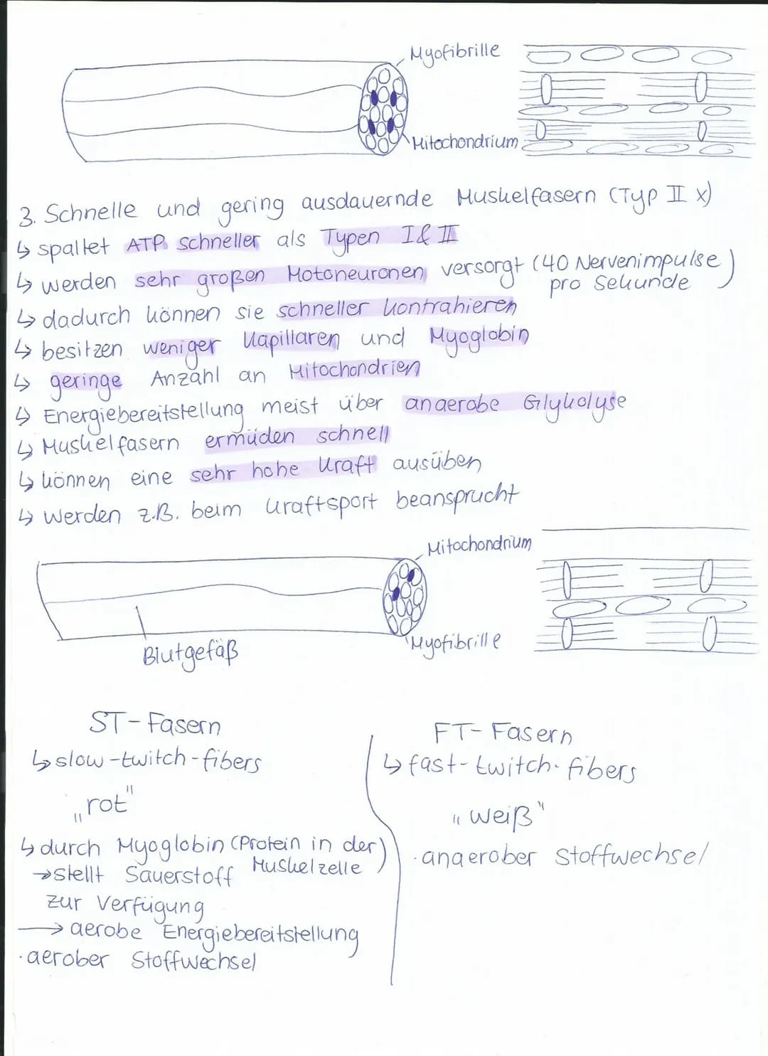 P wird freigesetzt
Hyosinkopf wandert
am Altinfilament ent-
lang bis er wieder
in 45° Stellung ist.
x
Muskelkontrabition
1. Myosinkopf docht
