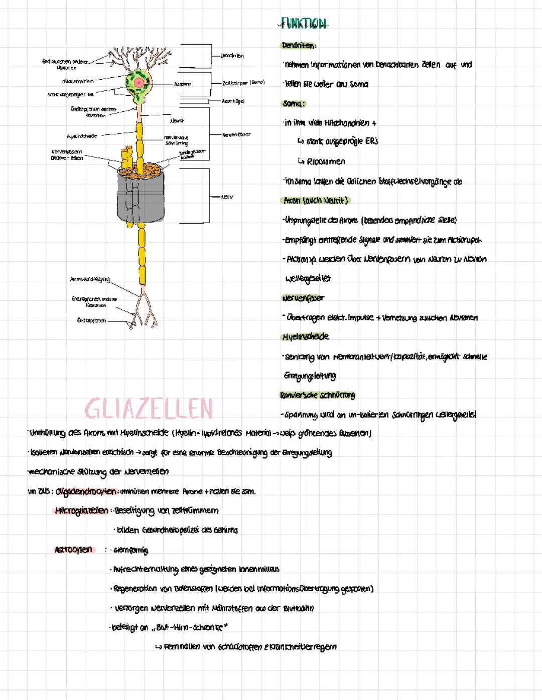 Neurobiologie Lernzettel PDF: Blut-Hirn-Schranke & Natrium-Kalium-Pumpe einfach erklärt