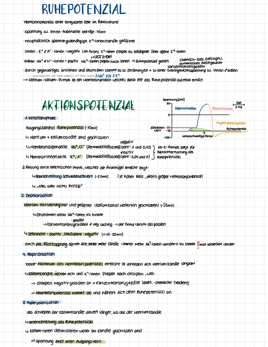 Endkapfchen anderer
Neuronen
Mitochondrien
Stark ausgepidgles ER
Endkapfchen anderer
Neuronen
Myelinscheide
Nervenfasern
anderer čellen
Axon