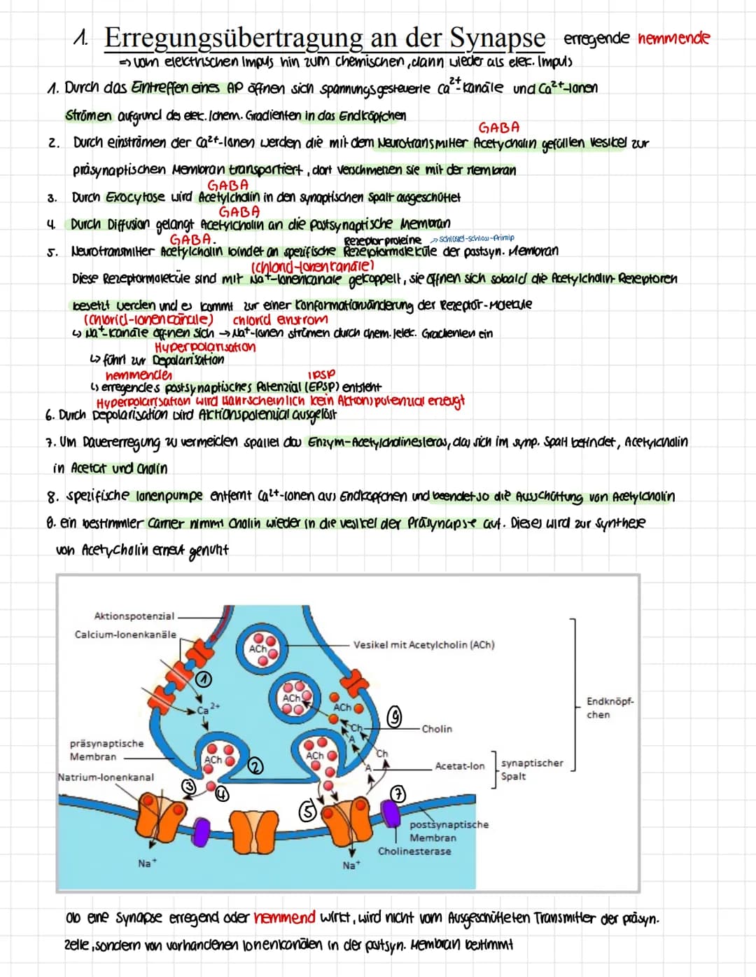 Endkapfchen anderer
Neuronen
Mitochondrien
Stark ausgepidgles ER
Endkapfchen anderer
Neuronen
Myelinscheide
Nervenfasern
anderer čellen
Axon