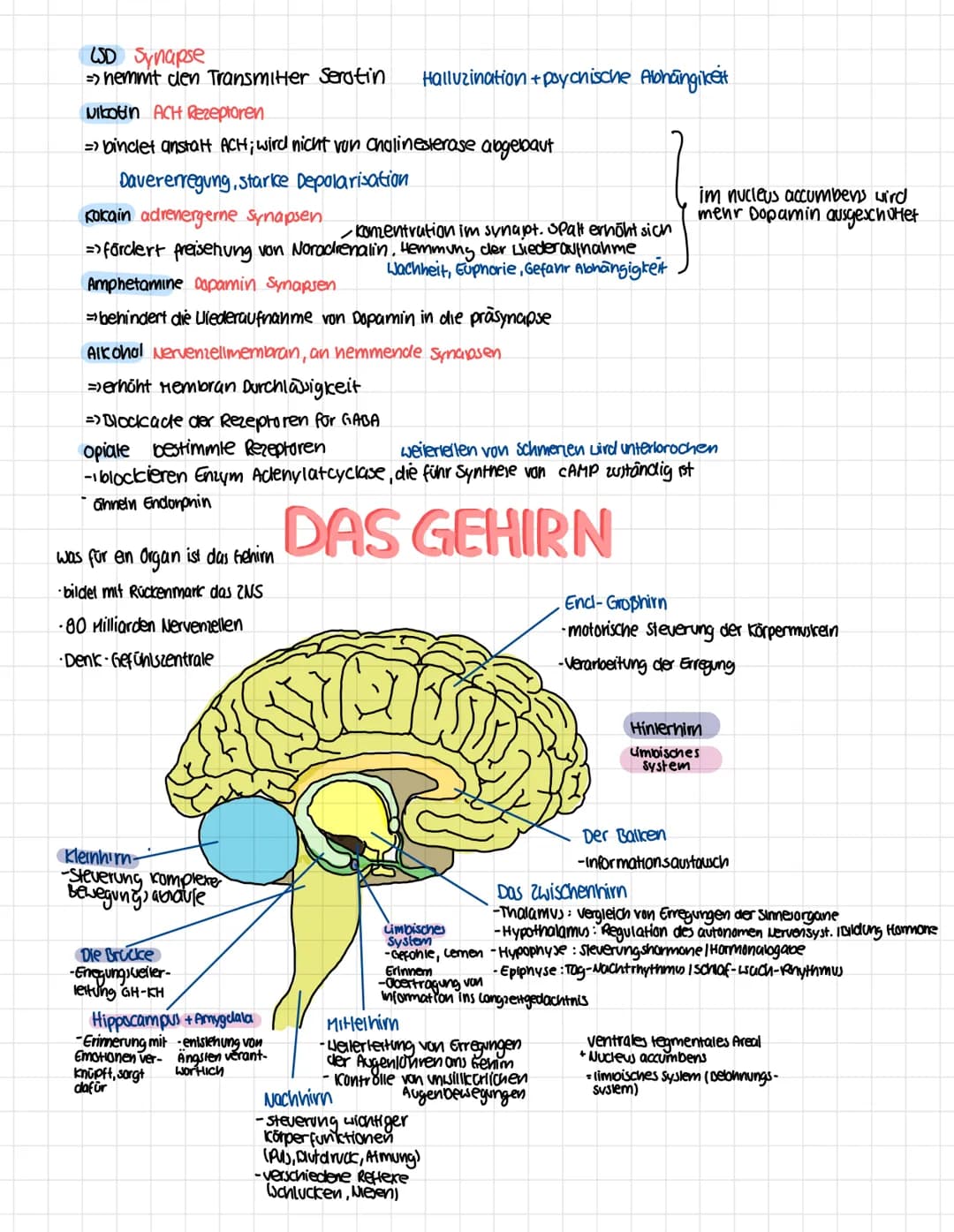 Endkapfchen anderer
Neuronen
Mitochondrien
Stark ausgepidgles ER
Endkapfchen anderer
Neuronen
Myelinscheide
Nervenfasern
anderer čellen
Axon