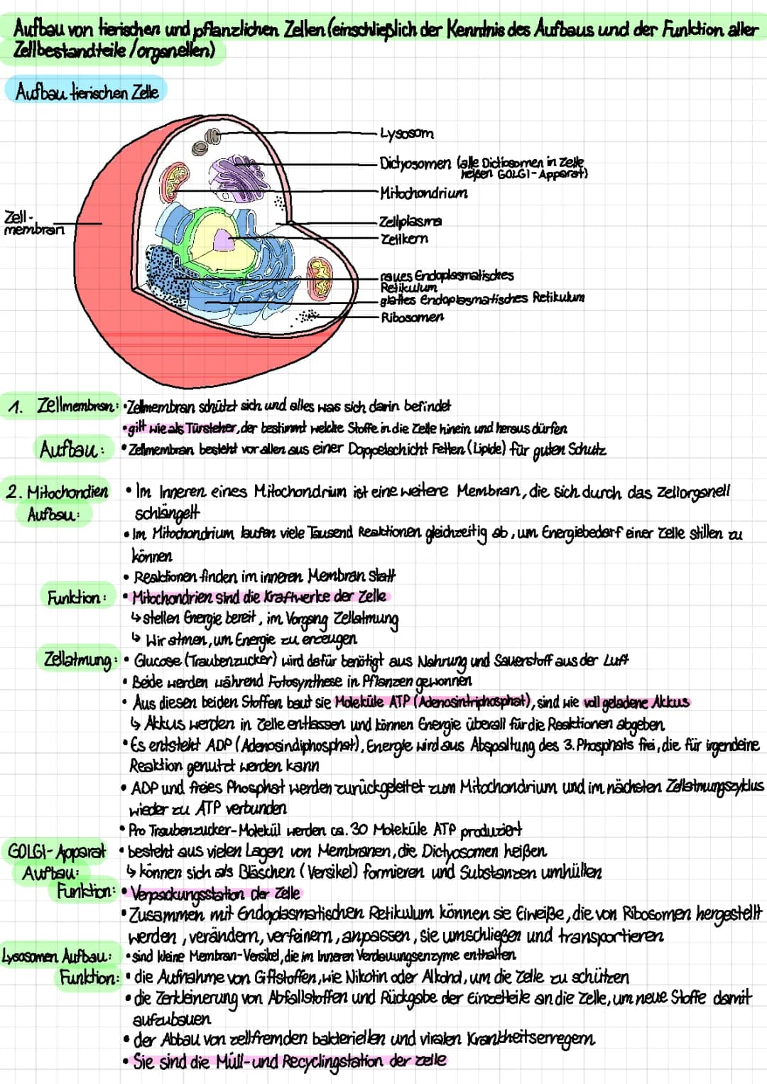 DNA, pflanzliche und tierische Zelle