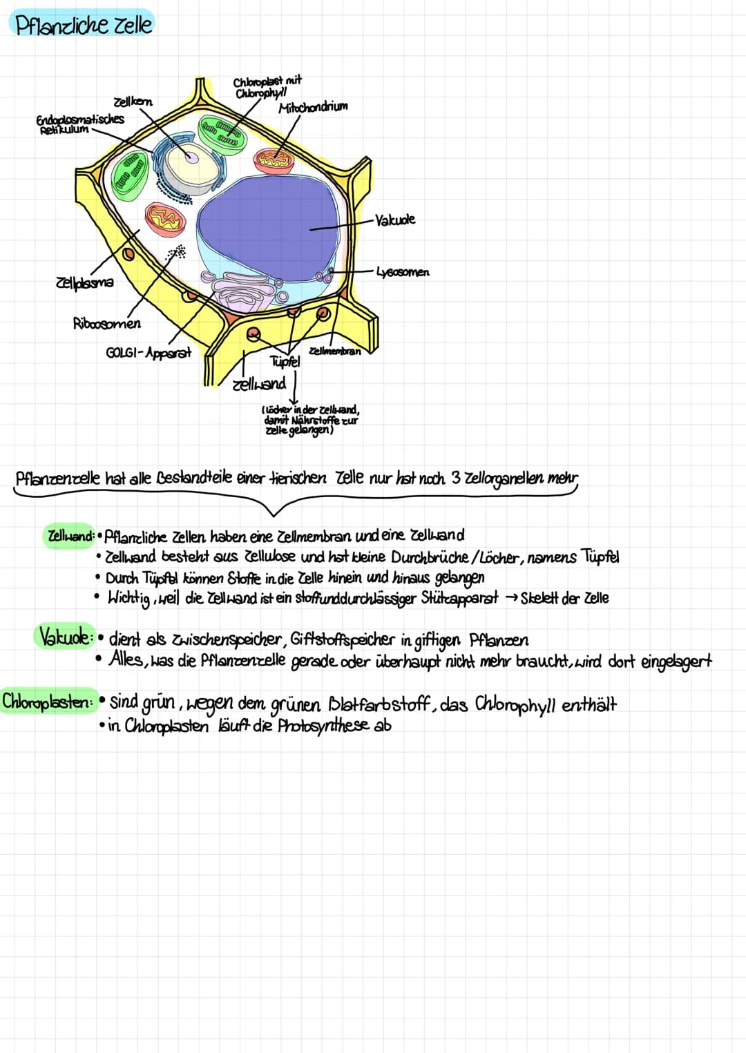 Aufbau von tierischen und pflanzlichen Zellen (einschließlich der Kenntnis des Aufbaus und der Funktion aller
Zellbestandteile /organellen)
