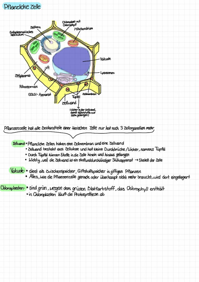Aufbau von tierischen und pflanzlichen Zellen (einschließlich der Kenntnis des Aufbaus und der Funktion aller
Zellbestandteile /organellen)
