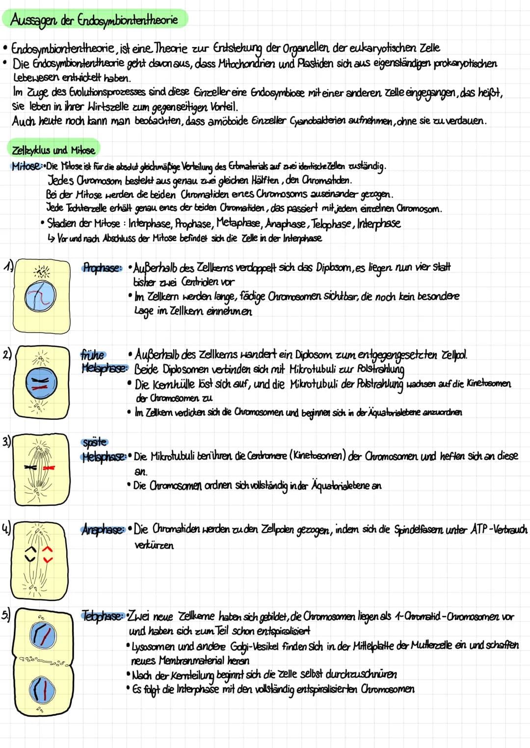 Aufbau von tierischen und pflanzlichen Zellen (einschließlich der Kenntnis des Aufbaus und der Funktion aller
Zellbestandteile /organellen)
