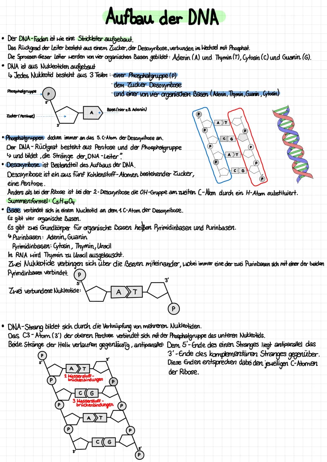 Aufbau von tierischen und pflanzlichen Zellen (einschließlich der Kenntnis des Aufbaus und der Funktion aller
Zellbestandteile /organellen)
