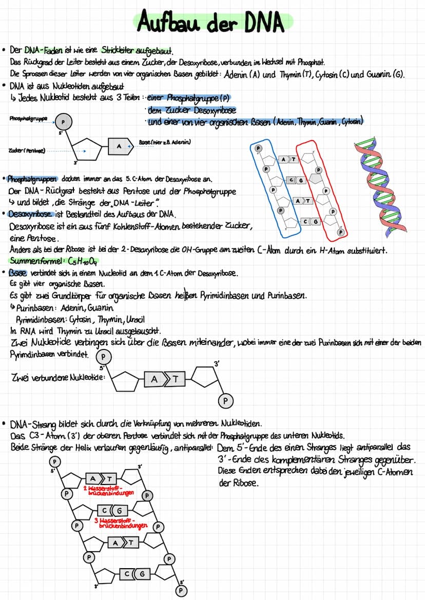 Aufbau von tierischen und pflanzlichen Zellen (einschließlich der Kenntnis des Aufbaus und der Funktion aller
Zellbestandteile /organellen)
