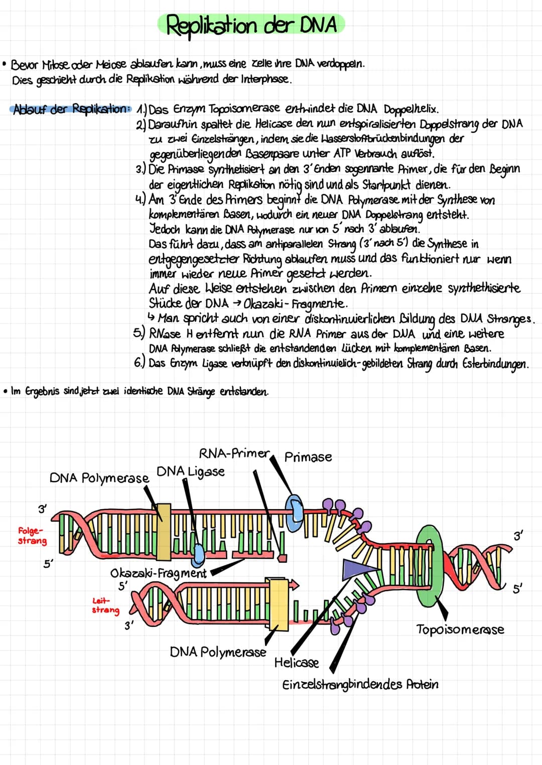 Aufbau von tierischen und pflanzlichen Zellen (einschließlich der Kenntnis des Aufbaus und der Funktion aller
Zellbestandteile /organellen)
