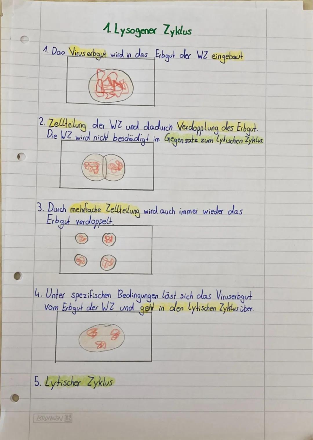 1. Lysogener Zyklus
1. Das Virus erbgut wird in das Erbgut der WZ eingebaut
2. Zellteilung der WZ und dadurch Verdopplung des Erbgut.
Die WZ