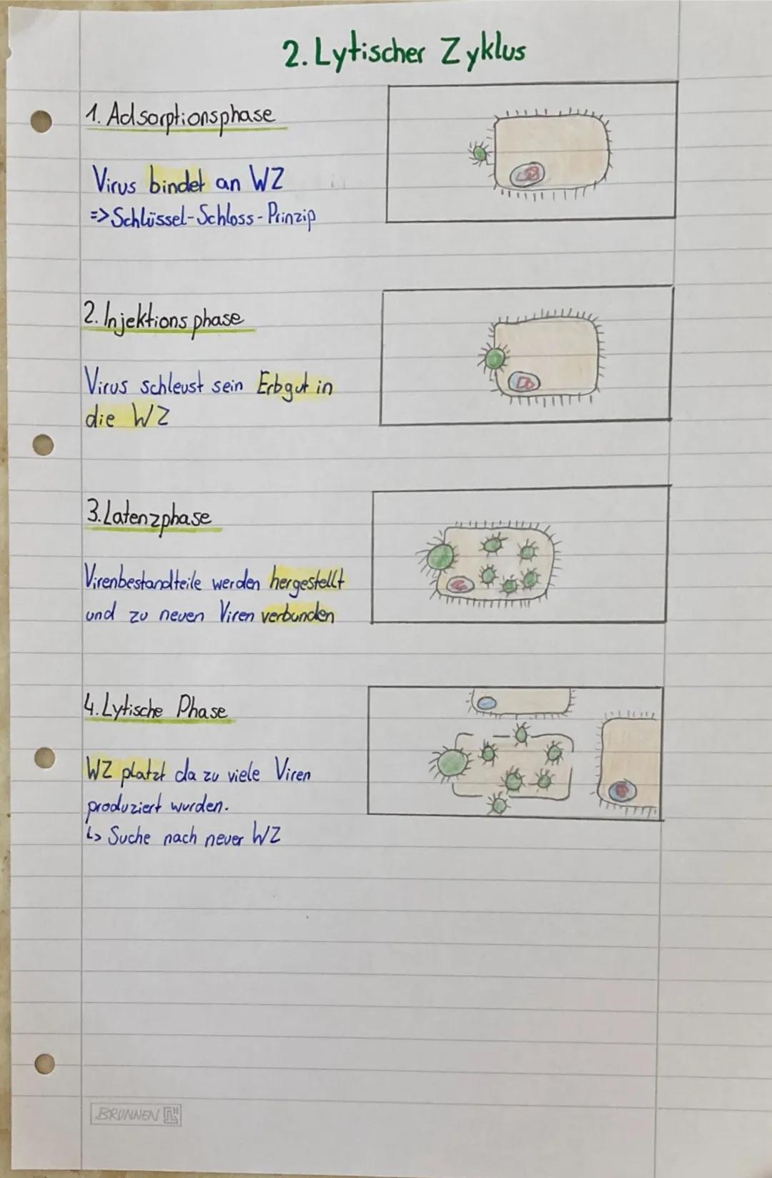 1. Lysogener Zyklus
1. Das Virus erbgut wird in das Erbgut der WZ eingebaut
2. Zellteilung der WZ und dadurch Verdopplung des Erbgut.
Die WZ