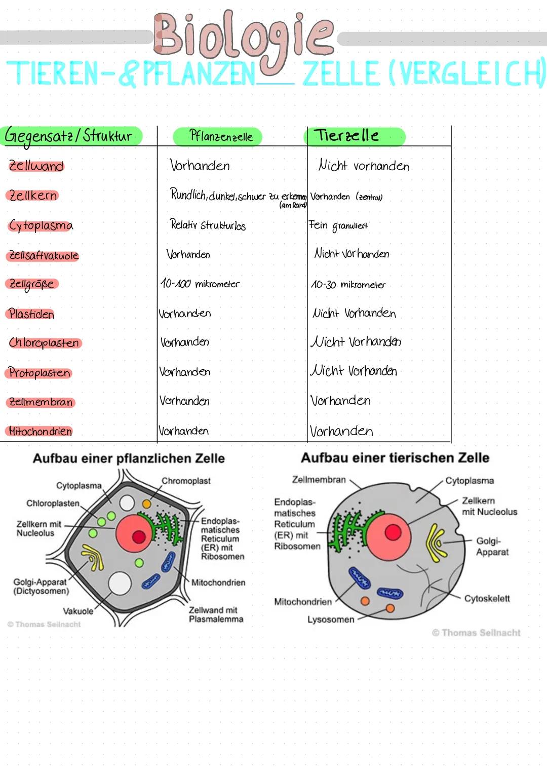 Tierische & Pflanzen–Zelle 