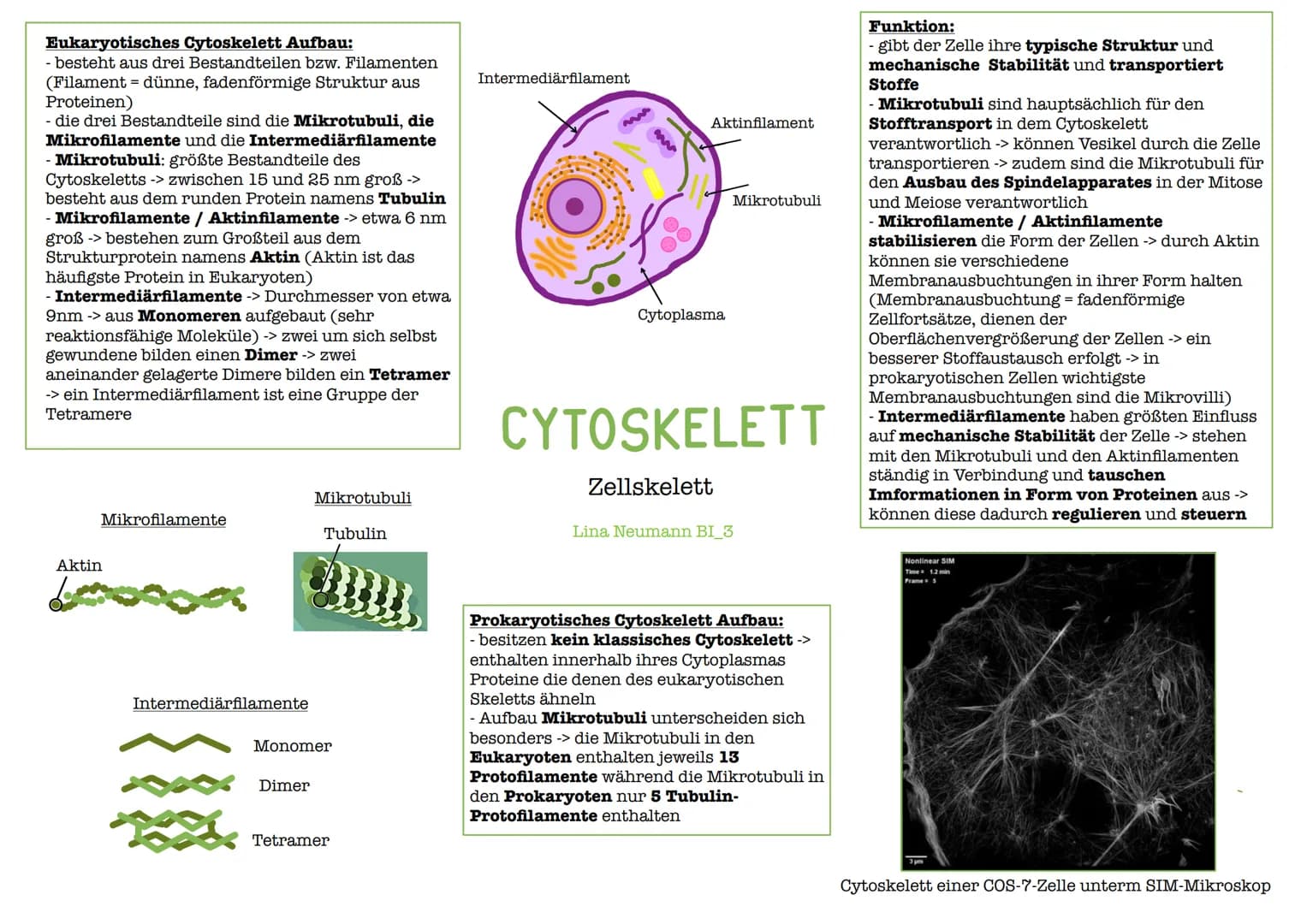 Eukaryotisches Cytoskelett Aufbau:
besteht aus drei Bestandteilen bzw. Filamenten
(Filament = dünne, fadenförmige Struktur aus
Proteinen)
- 