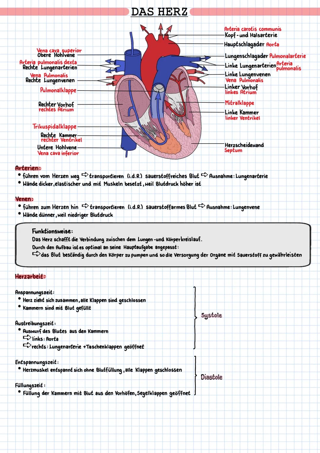 Vena cava, superior
Obere Hohlvene
Arteria pulmonalis dexta
Rechte Lungenarterien
Vena Pulmonalis
Rechte Lungenvenen
Pulmonalklappe-
Rechter