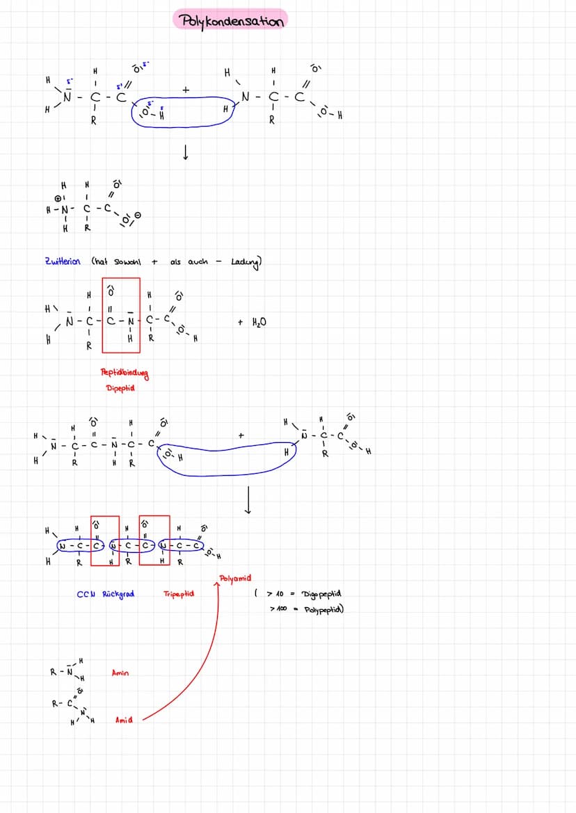n
Die
1,6 Diaminohexan
H
IN-
I
H
-
H
(
6
1
IN
с
1
Synthese von Nylon 6.6
I
с C
1
1
@ Polyester
I
Die Polykondensation
T
I
Nylon 6.6
I
I
NI
L