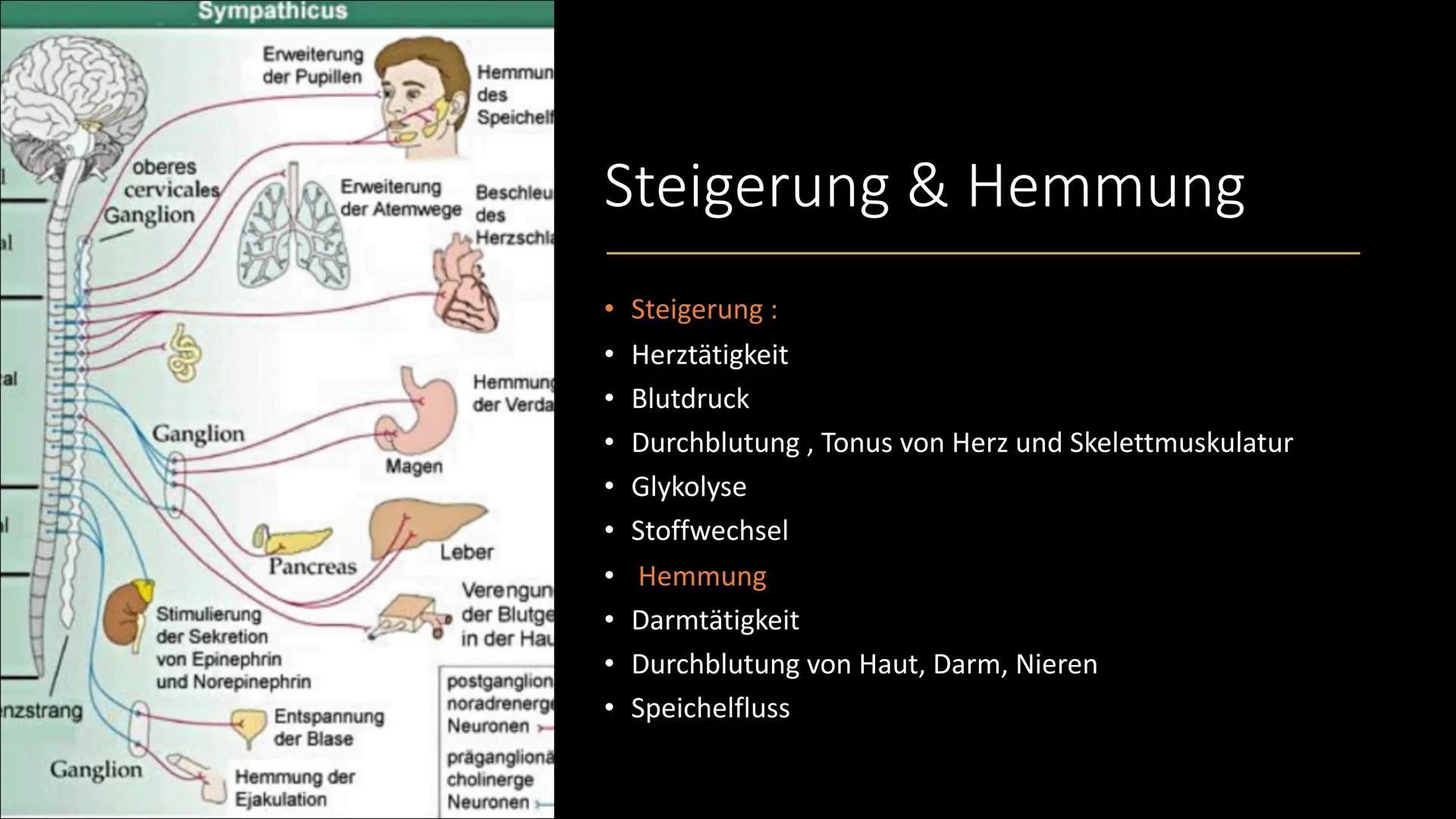 
<h2 id="definitiondesvegetativennervensystemsbeispiel">Definition des vegetativen Nervensystems + Beispiel</h2>
<p>Das vegetative Nervensys