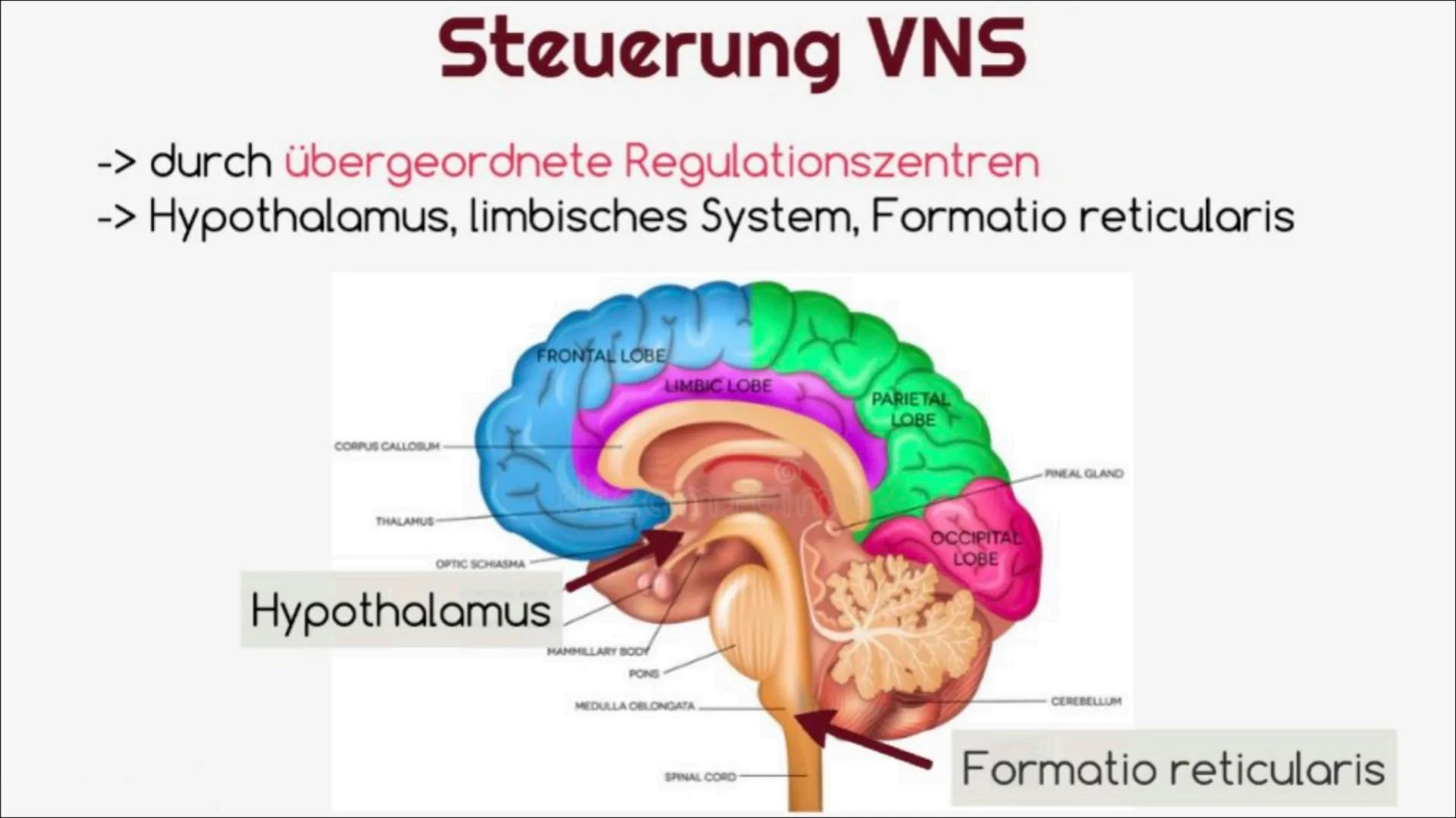 
<h2 id="definitiondesvegetativennervensystemsbeispiel">Definition des vegetativen Nervensystems + Beispiel</h2>
<p>Das vegetative Nervensys