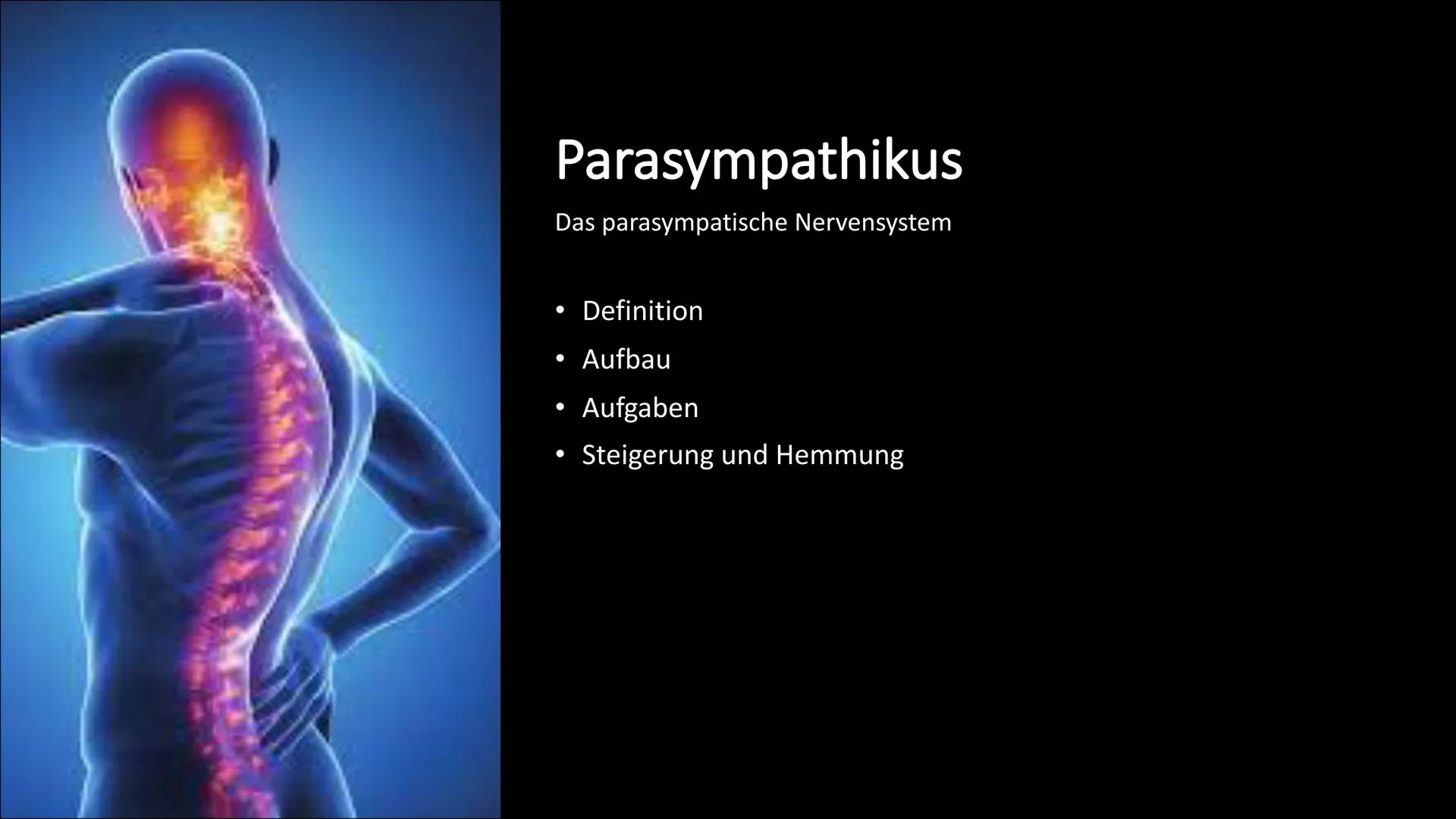 
<h2 id="definitiondesvegetativennervensystemsbeispiel">Definition des vegetativen Nervensystems + Beispiel</h2>
<p>Das vegetative Nervensys