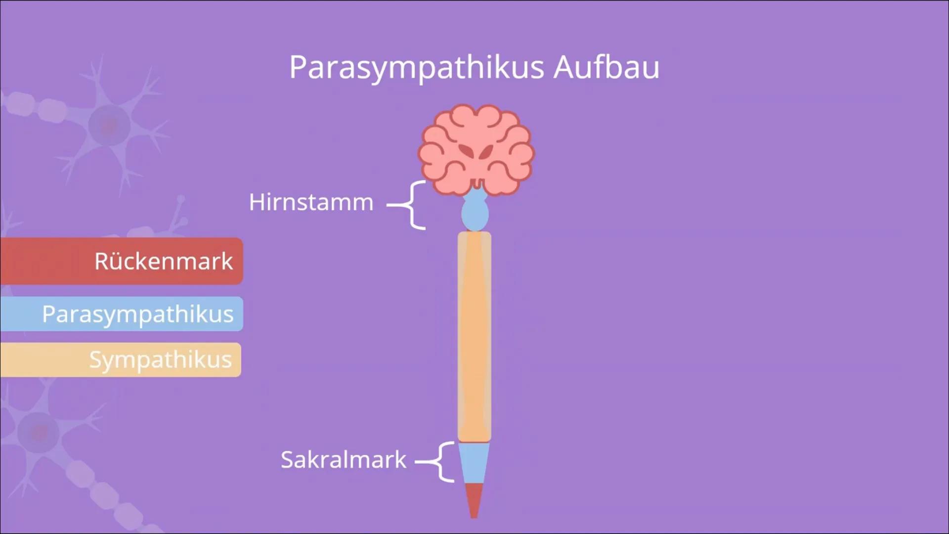 
<h2 id="definitiondesvegetativennervensystemsbeispiel">Definition des vegetativen Nervensystems + Beispiel</h2>
<p>Das vegetative Nervensys