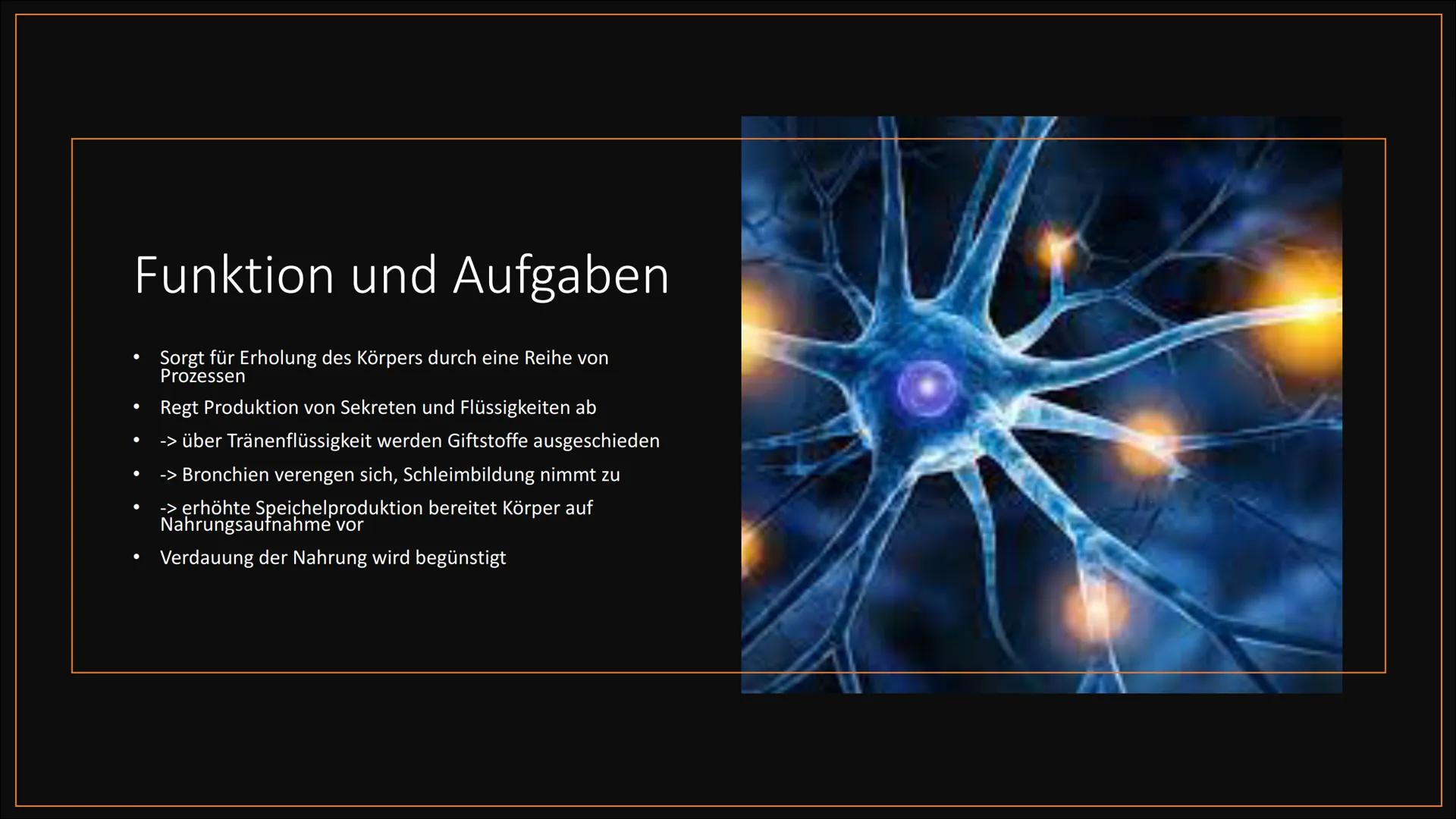 
<h2 id="definitiondesvegetativennervensystemsbeispiel">Definition des vegetativen Nervensystems + Beispiel</h2>
<p>Das vegetative Nervensys