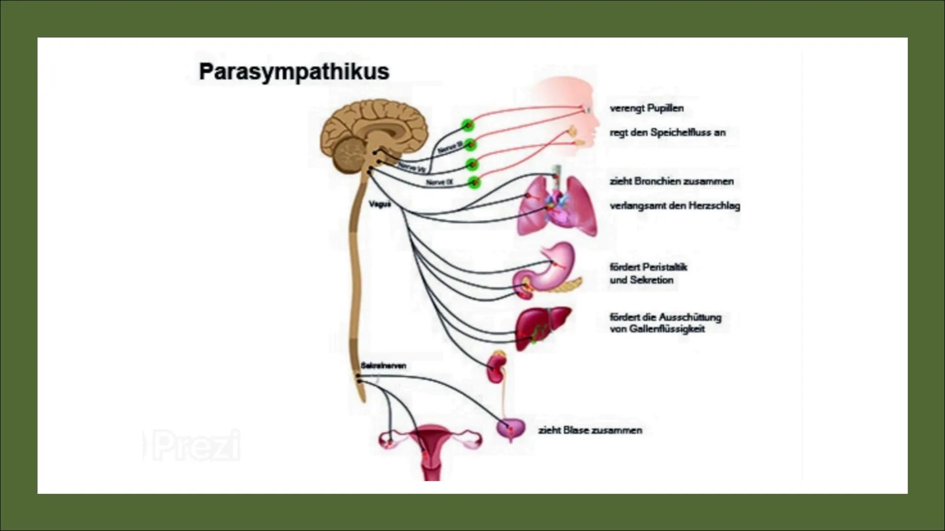 
<h2 id="definitiondesvegetativennervensystemsbeispiel">Definition des vegetativen Nervensystems + Beispiel</h2>
<p>Das vegetative Nervensys