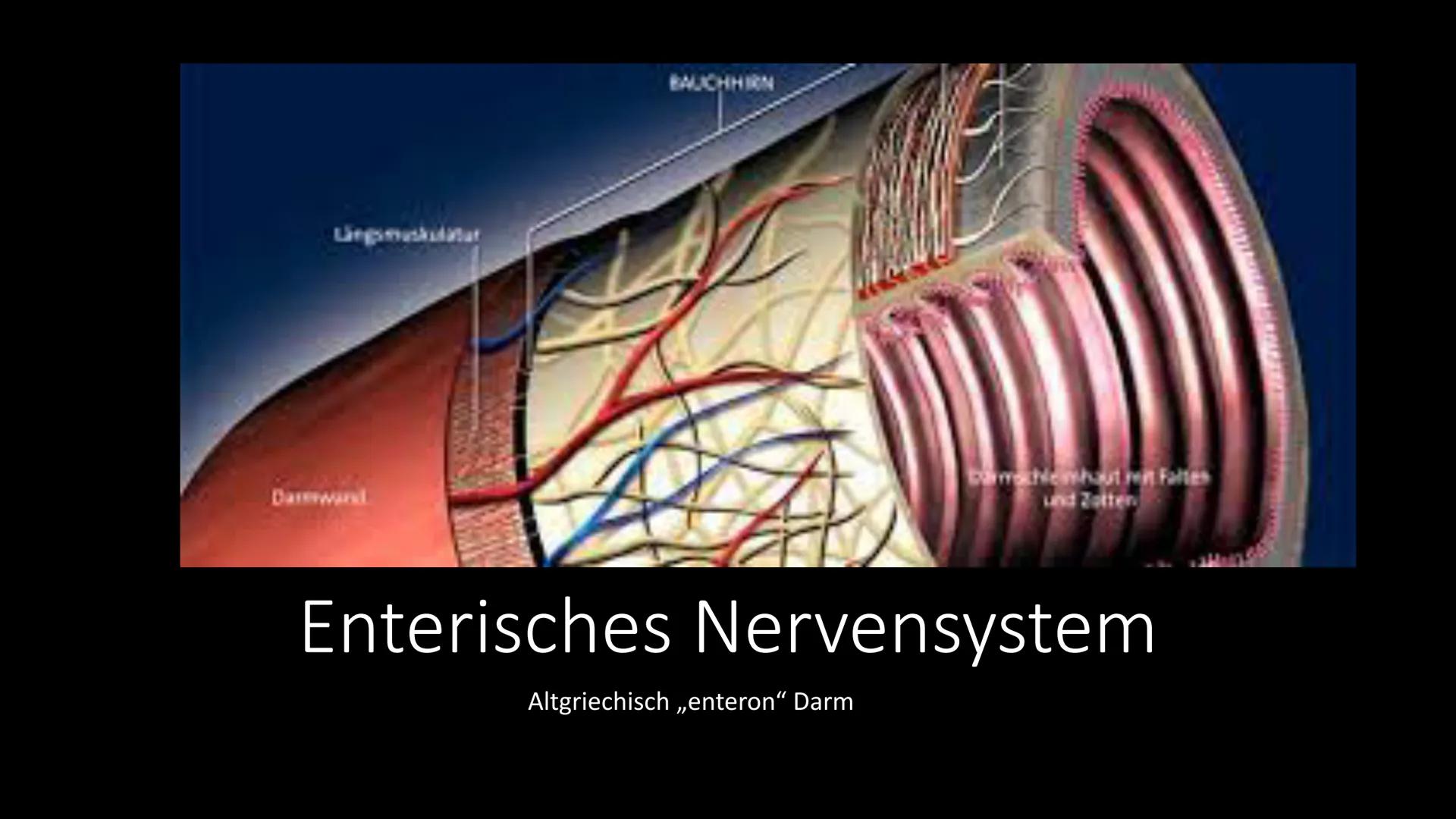 
<h2 id="definitiondesvegetativennervensystemsbeispiel">Definition des vegetativen Nervensystems + Beispiel</h2>
<p>Das vegetative Nervensys