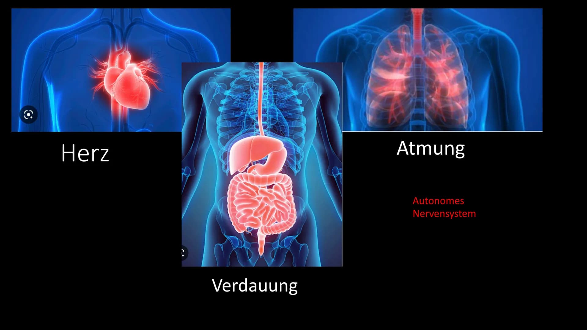 
<h2 id="definitiondesvegetativennervensystemsbeispiel">Definition des vegetativen Nervensystems + Beispiel</h2>
<p>Das vegetative Nervensys