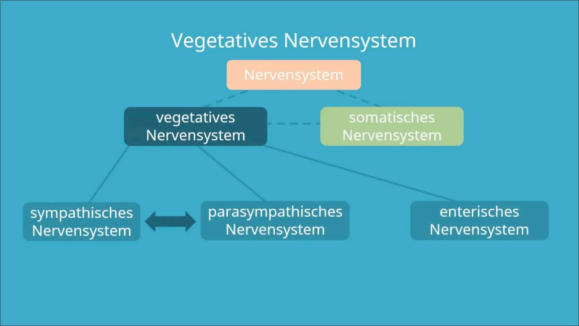 
<h2 id="definitiondesvegetativennervensystemsbeispiel">Definition des vegetativen Nervensystems + Beispiel</h2>
<p>Das vegetative Nervensys