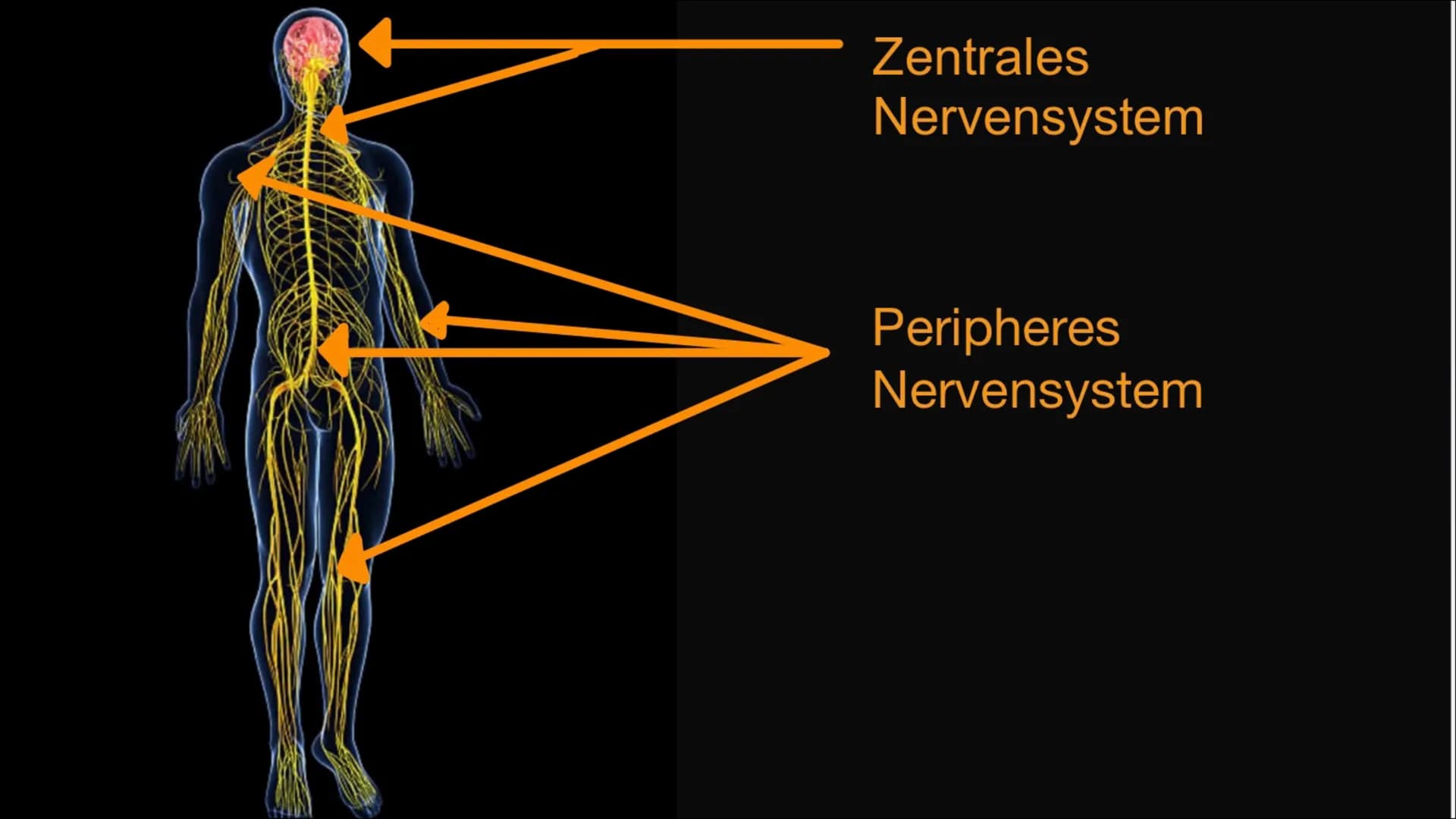 
<h2 id="definitiondesvegetativennervensystemsbeispiel">Definition des vegetativen Nervensystems + Beispiel</h2>
<p>Das vegetative Nervensys