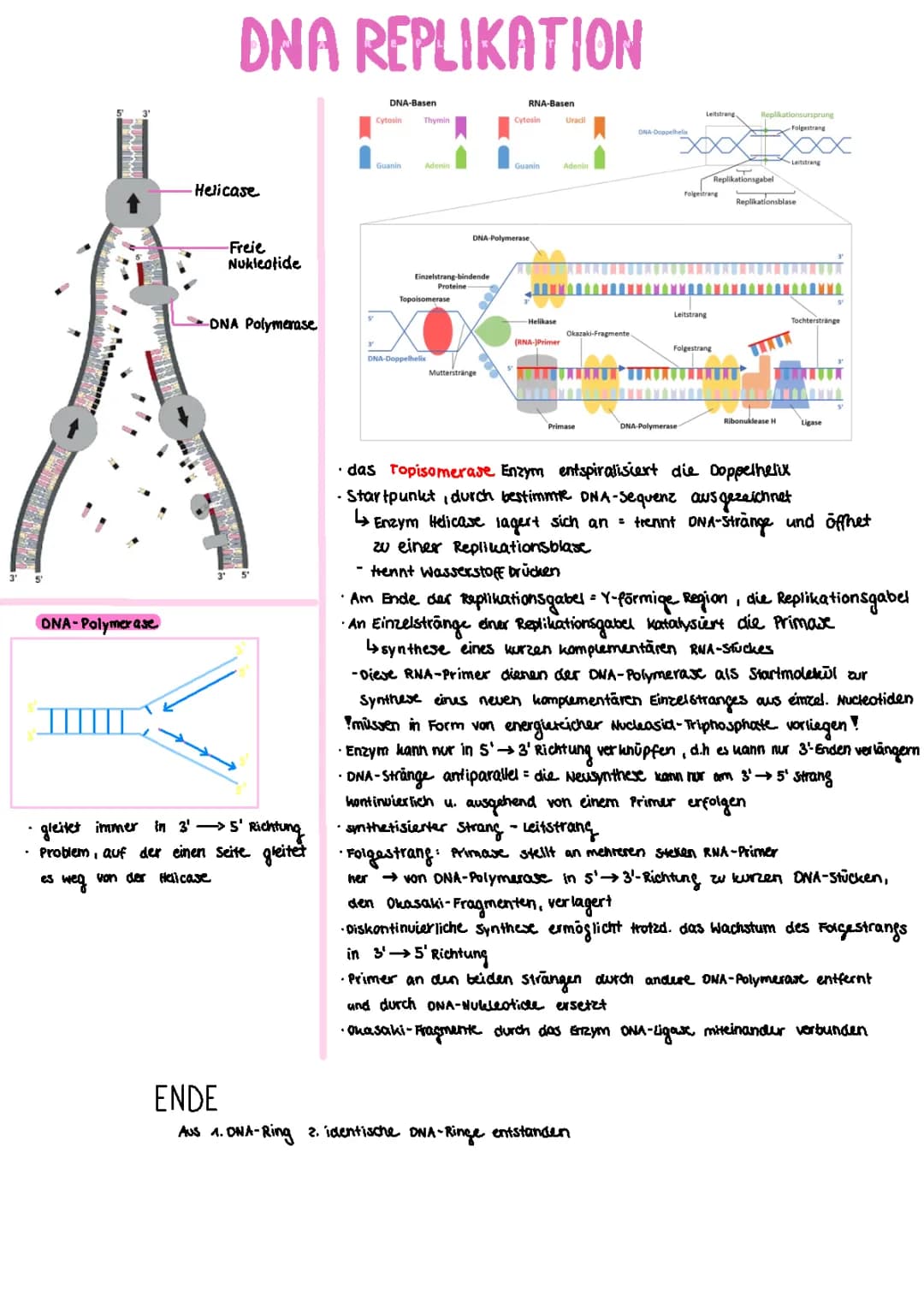 DNA Replikation 