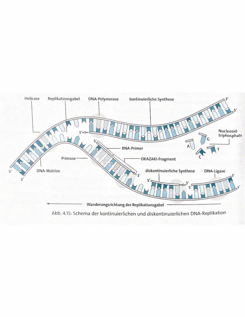 .
A
MUHABB
ONA-Polymerase
DNA REPLIKATION
Helicase
-Freie
Nukleotide
-DNA Polymerase
gleitet immer in 3'5' Richtung
Problem, auf der einen S
