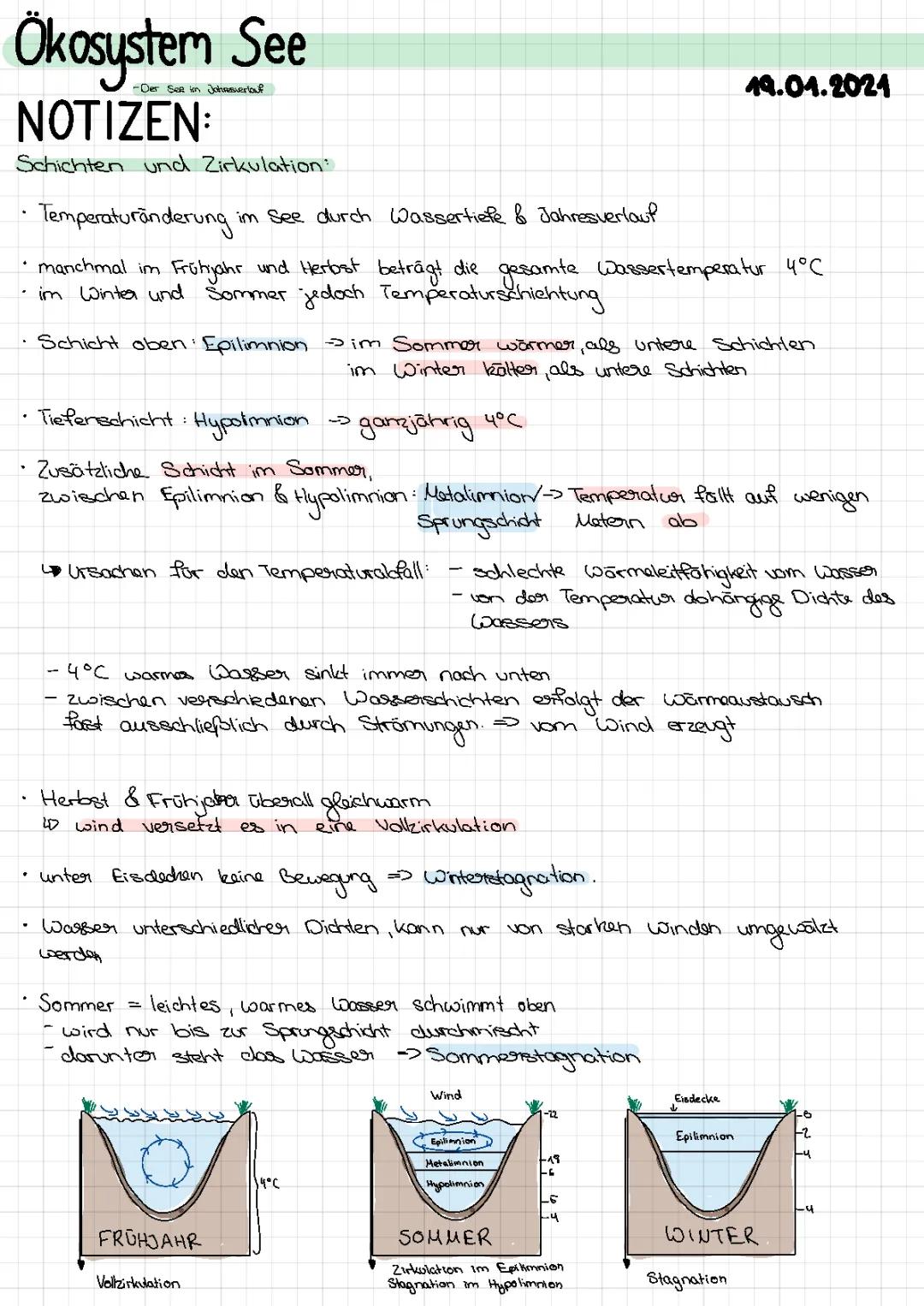 Ökosystem See einfach erklärt: Spannende Präsentation für dein Referat