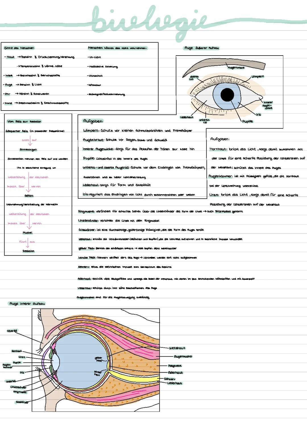 Das menschliche Auge