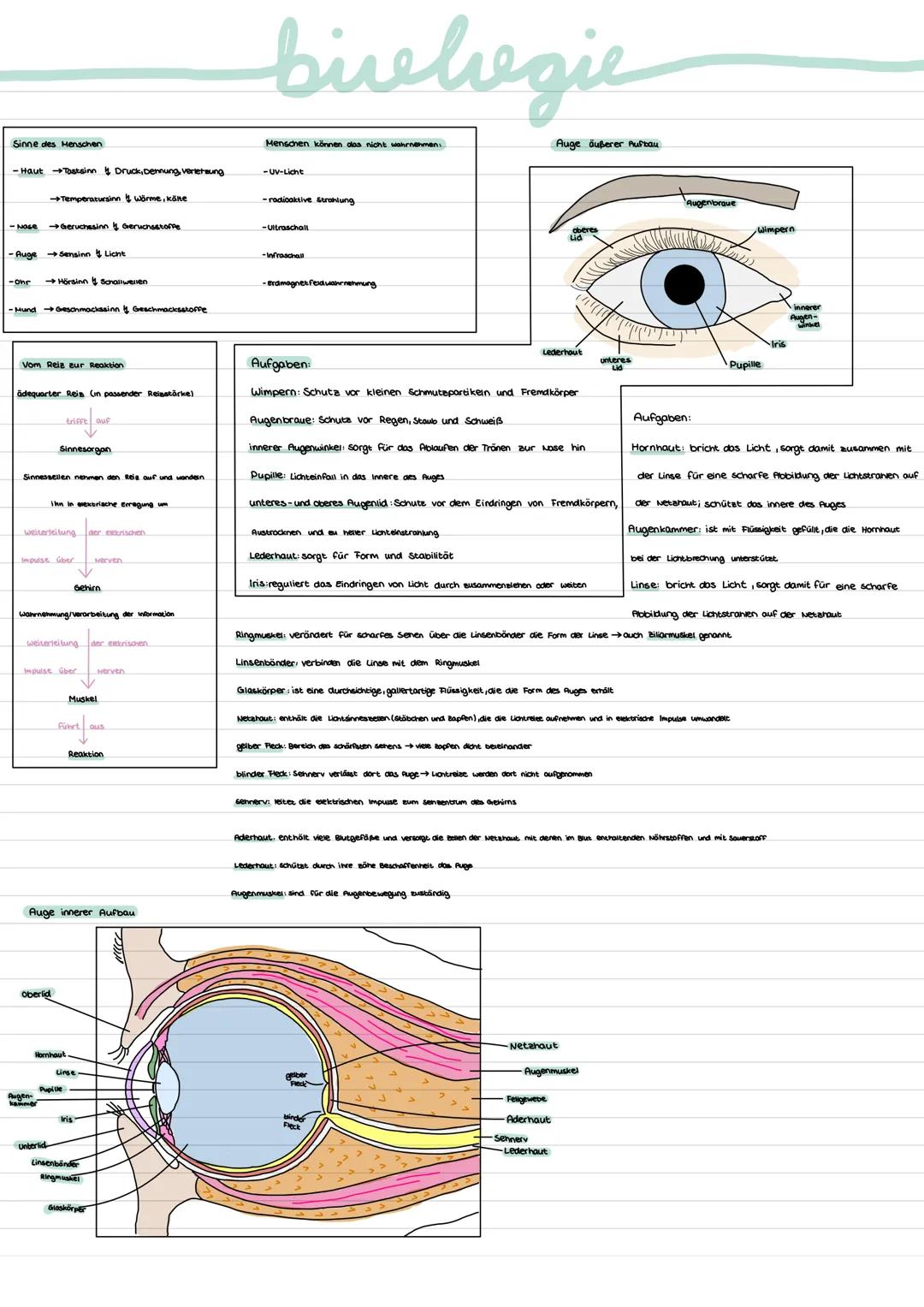 Sinne des Menschen
-Haut →Tasteinn Druck, Dennung, Verletzung
-Nase →→Geruchssinn 4 Geruchsstoffe.
- Auge
→Temperatursinn 4 Wärme, kälte
-Oh