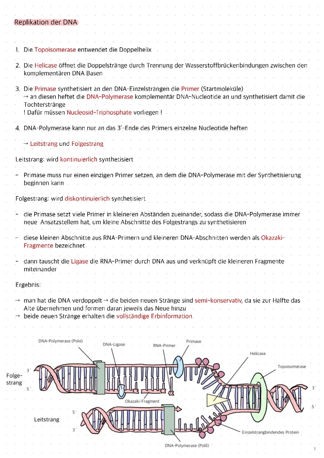 Biologie Zusammenfassungen für das Abitur in Baden-Württemberg: DNA-Replikation & mehr