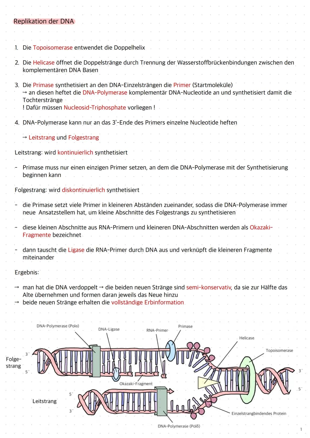 Replikation der DNA
1. Die Topoisomerase entwendet die Doppelhelix
2. Die Helicase öffnet die Doppelstränge durch Trennung der Wasserstoffbr
