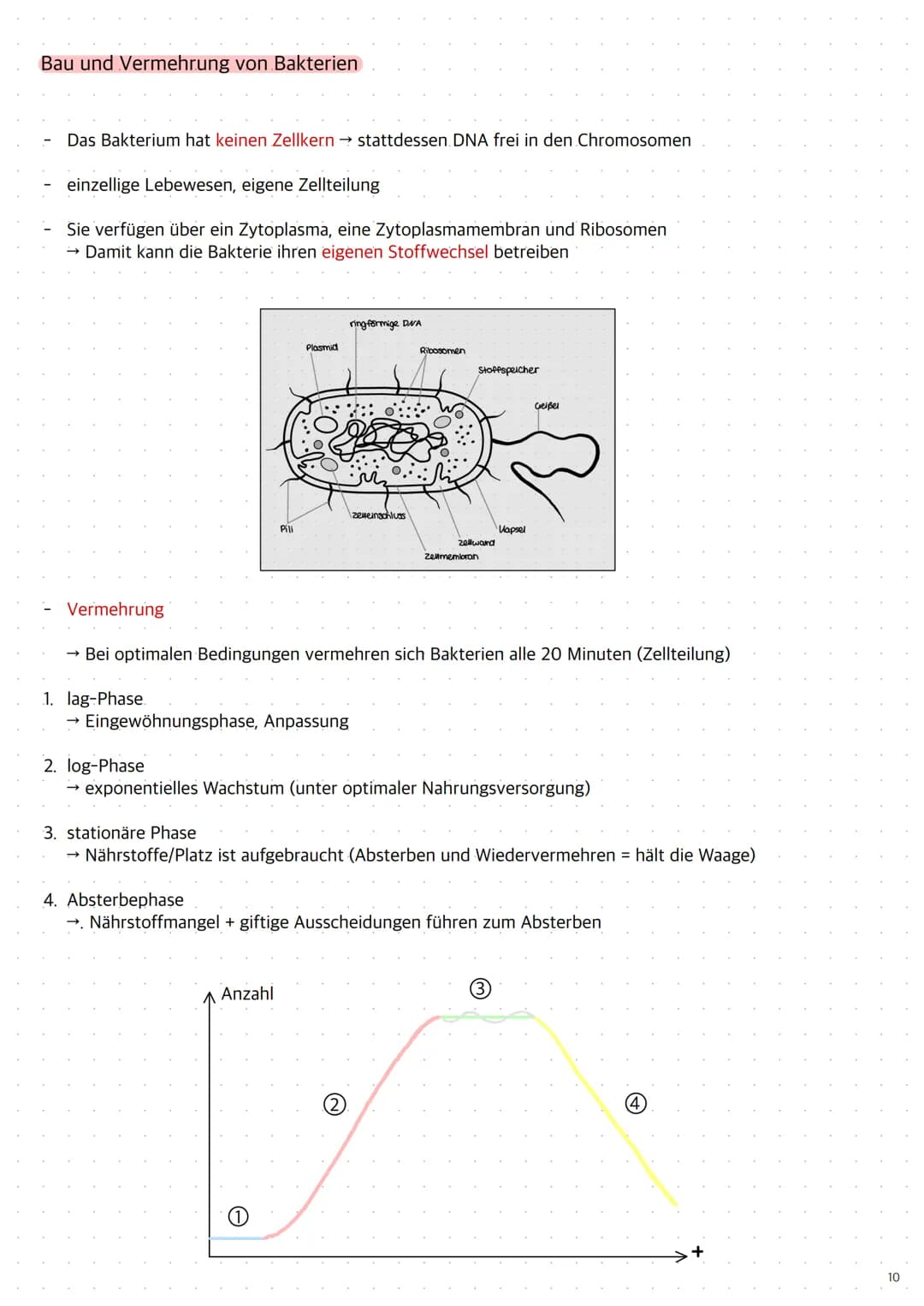 Replikation der DNA
1. Die Topoisomerase entwendet die Doppelhelix
2. Die Helicase öffnet die Doppelstränge durch Trennung der Wasserstoffbr