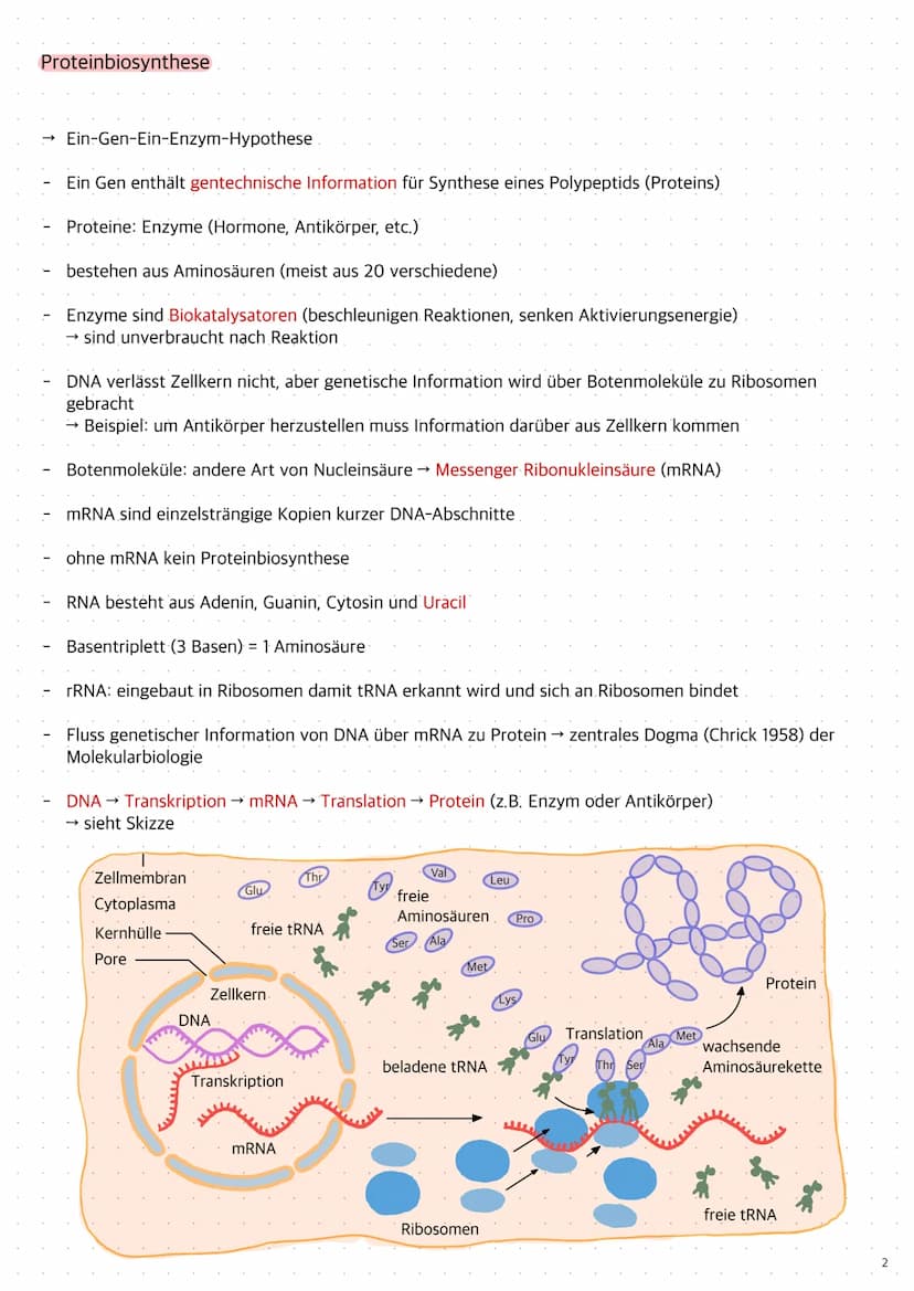 Replikation der DNA
1. Die Topoisomerase entwendet die Doppelhelix
2. Die Helicase öffnet die Doppelstränge durch Trennung der Wasserstoffbr