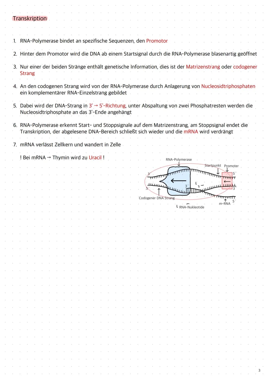 Replikation der DNA
1. Die Topoisomerase entwendet die Doppelhelix
2. Die Helicase öffnet die Doppelstränge durch Trennung der Wasserstoffbr