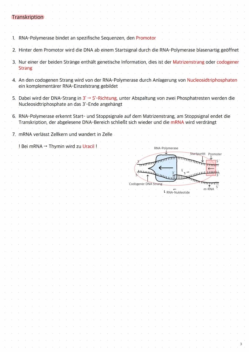 Replikation der DNA
1. Die Topoisomerase entwendet die Doppelhelix
2. Die Helicase öffnet die Doppelstränge durch Trennung der Wasserstoffbr