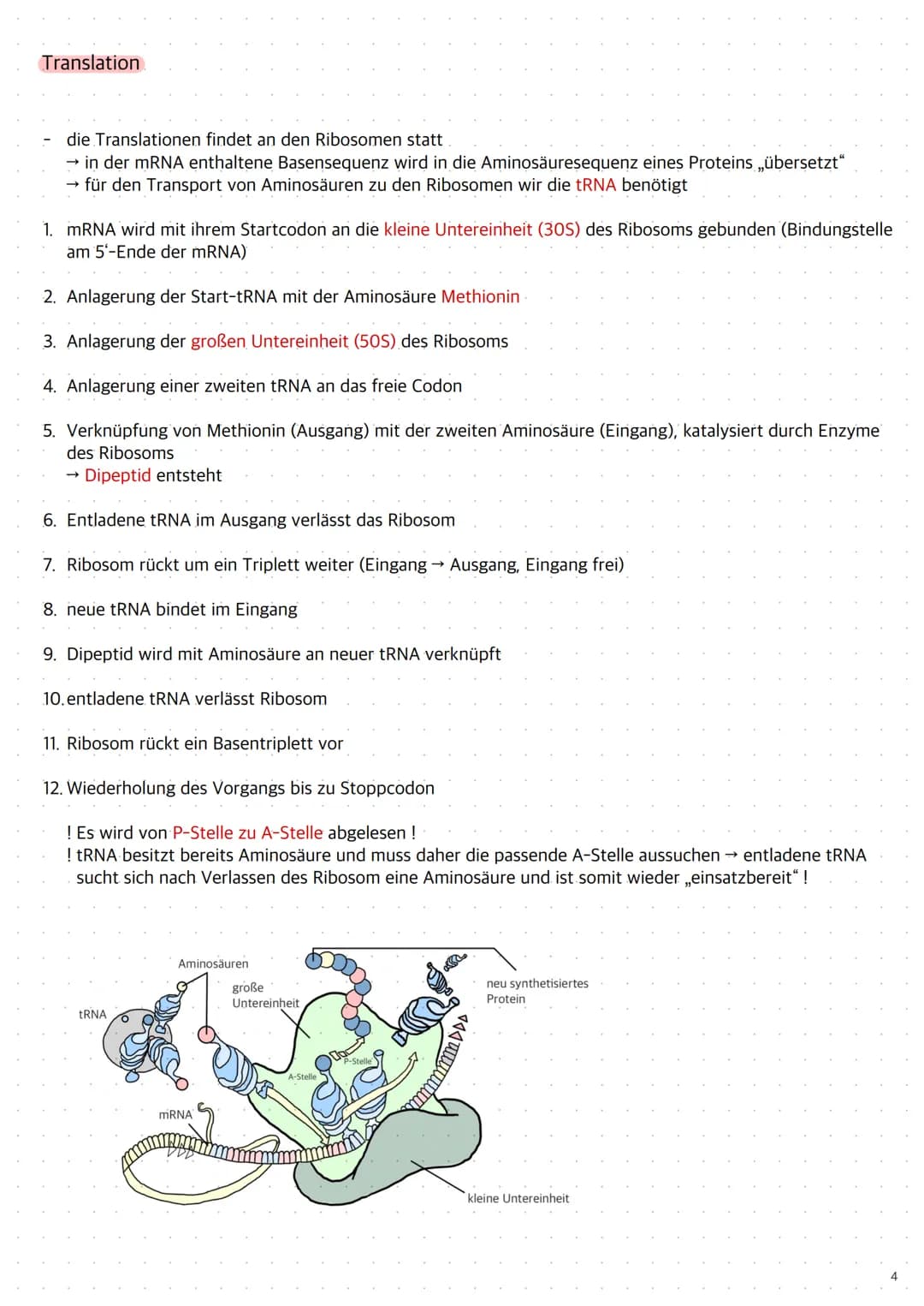 Replikation der DNA
1. Die Topoisomerase entwendet die Doppelhelix
2. Die Helicase öffnet die Doppelstränge durch Trennung der Wasserstoffbr