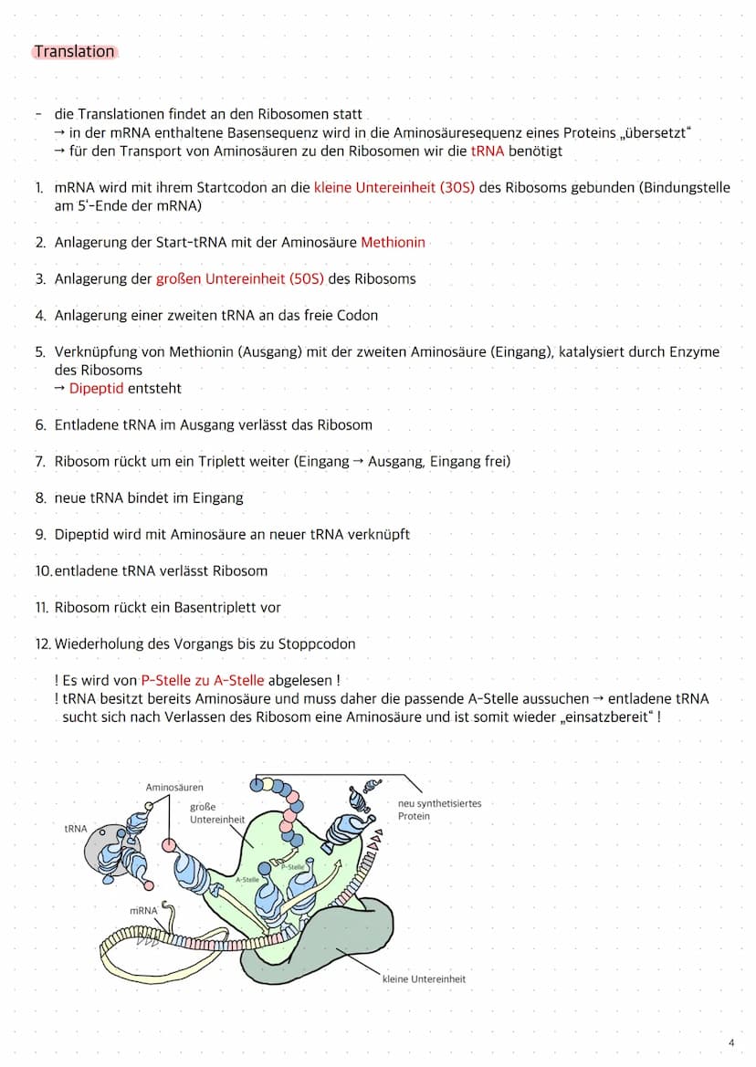 Replikation der DNA
1. Die Topoisomerase entwendet die Doppelhelix
2. Die Helicase öffnet die Doppelstränge durch Trennung der Wasserstoffbr